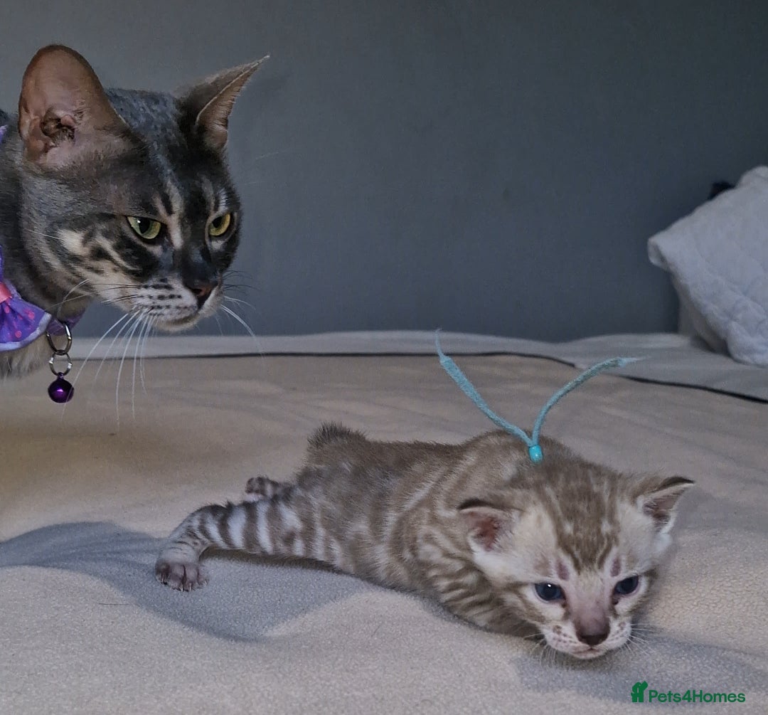 Bengal cats for sale: Pedigree Health Tested TICA Bengal Kittens - Image 20