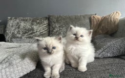 Ragdoll cats for sale: Stunning Ragdoll Kittens - Ready to leave - Image 4