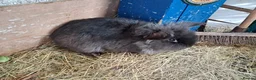 Lionhead rabbits for sale: Male Lionhead - Advert 7
