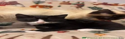 Siamese cats for sale: Lovely Siamese Kittens ready to leave - Advert 4