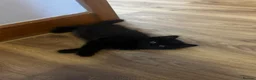 Mixed Breed cats for sale: 2 gorgeous long hair kittens ready for collection  - Advert 2