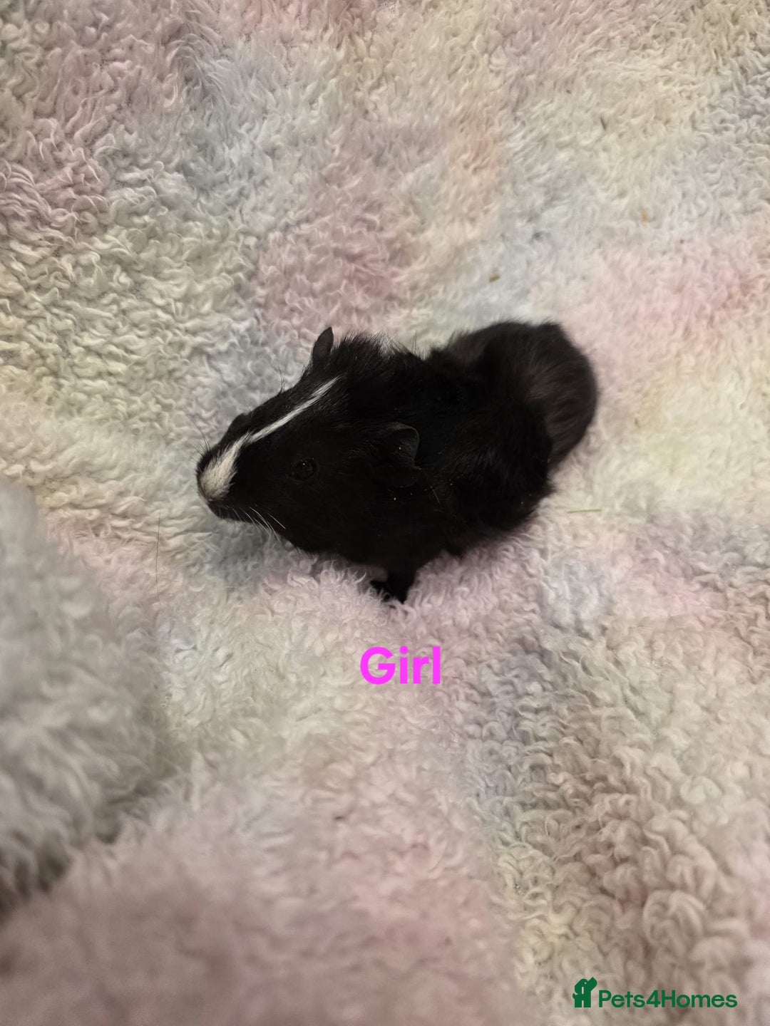 Guinea Pig rodents for sale: Baby Guinea Pigs for Sale 🐹 - Advert 8