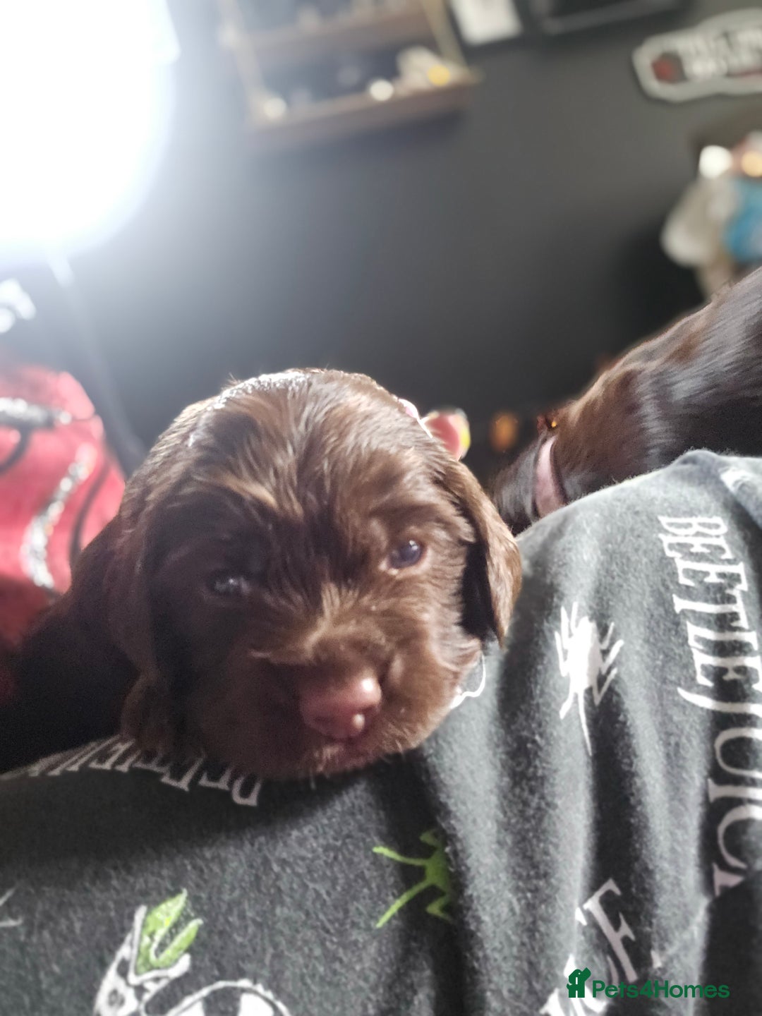 Cocker Spaniel dogs for sale: Cocker spaniel puppies - Image 31