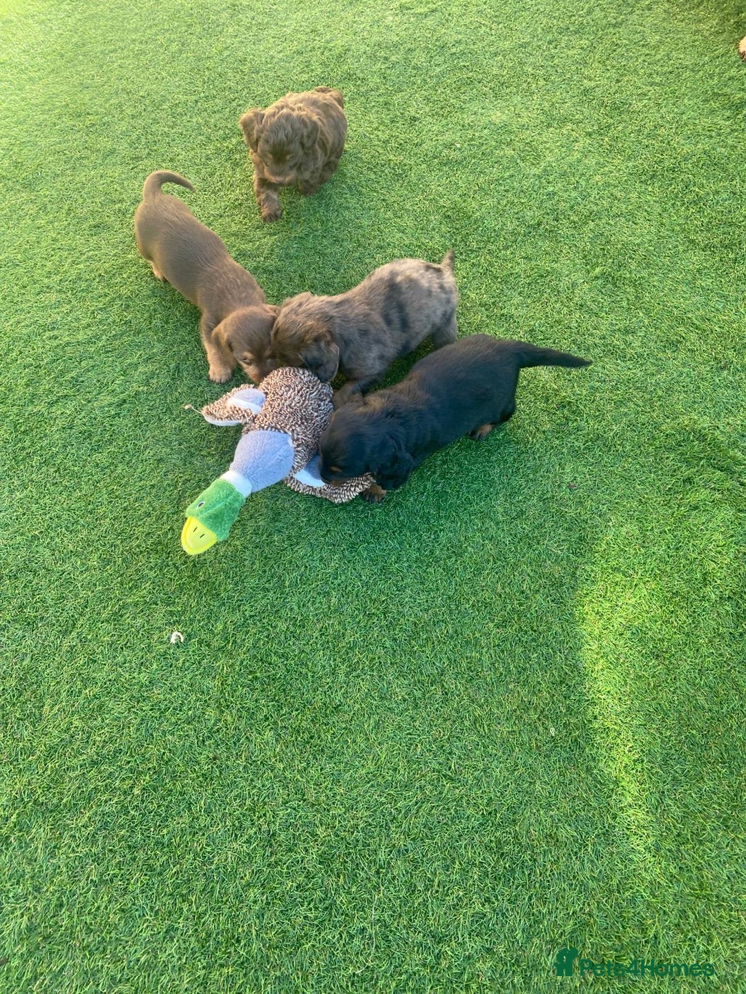 Mixed Breed dogs for sale: Daxipoo puppies - Image 15