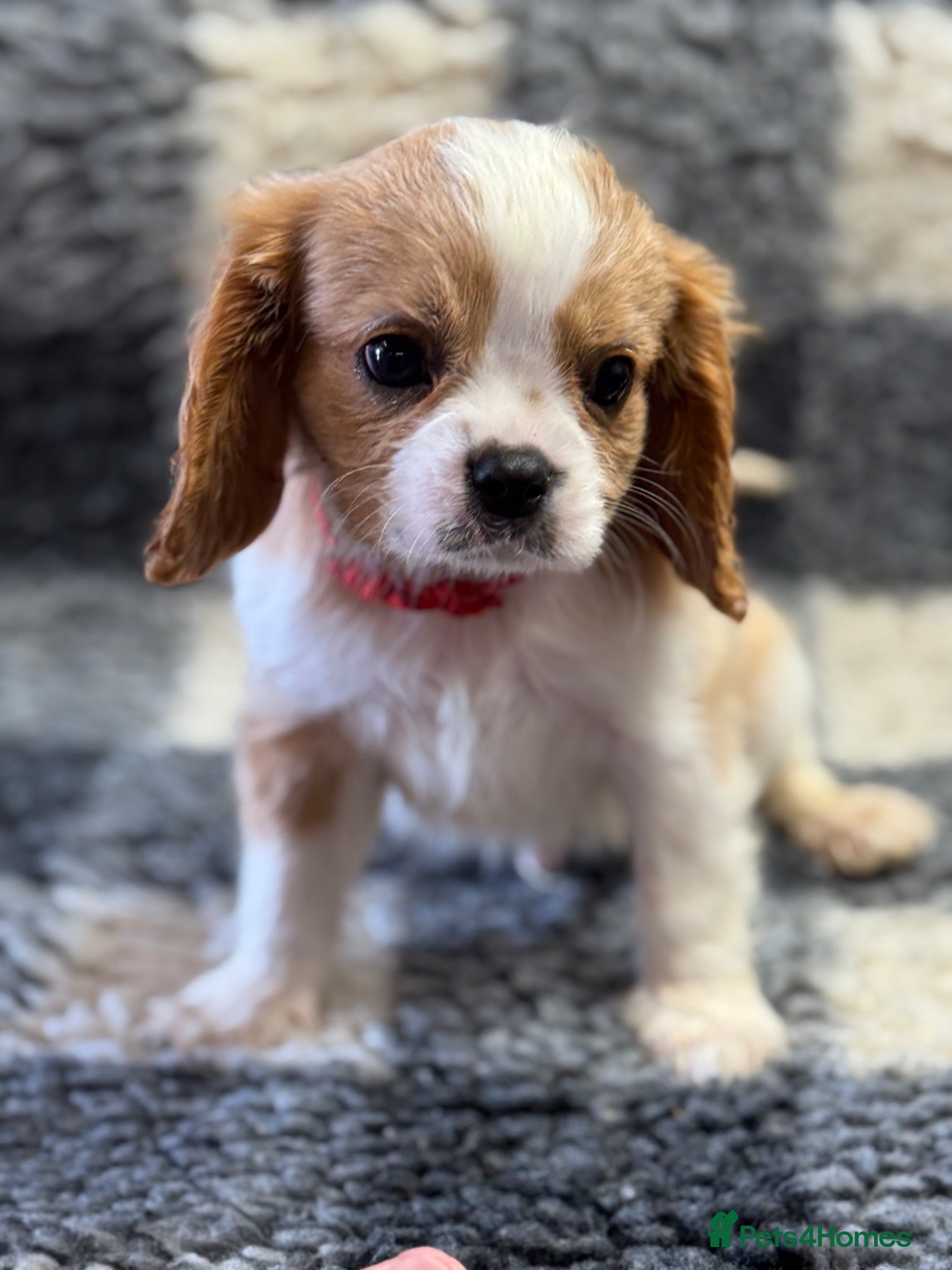 Cavalier King Charles Spaniel dogs Cavalier King Charles  - Advert 2