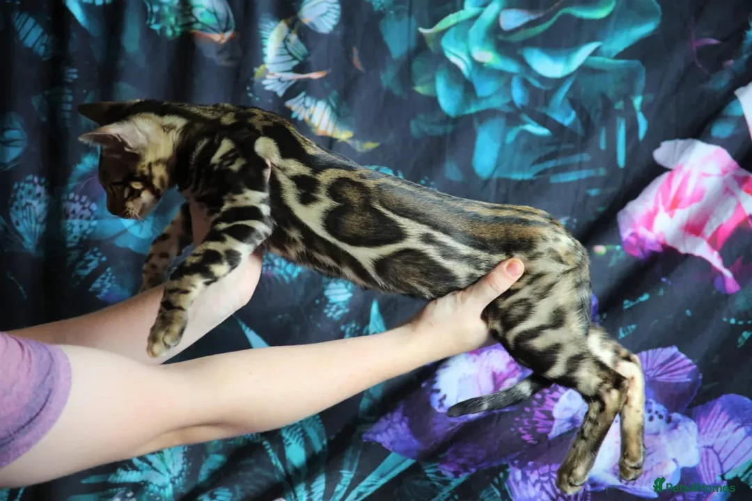 Bengal cats for stud: GANDALF Snow Mink Blue Carrier Russia Lines in Gateshead - Advert 14