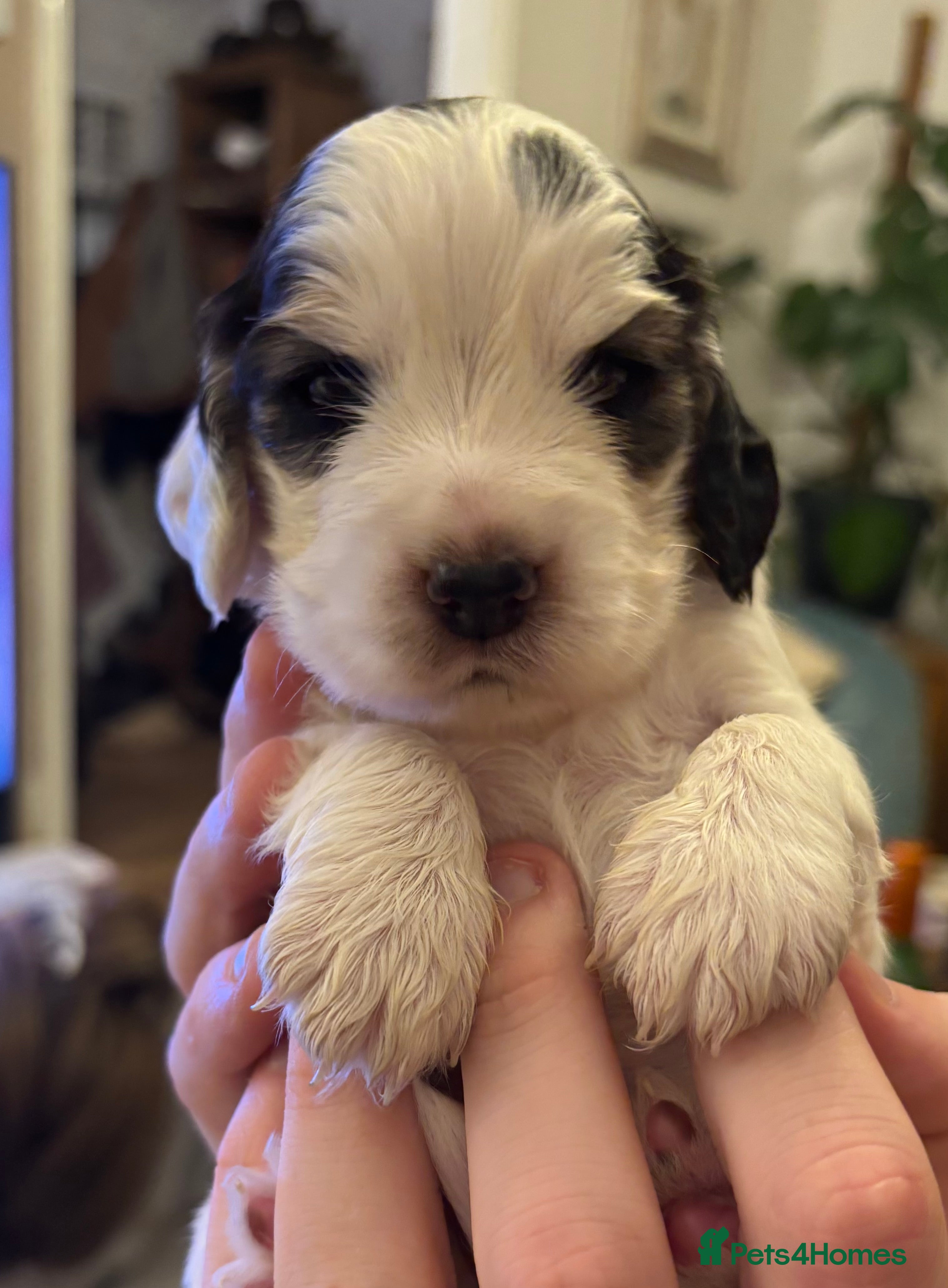 Cocker Spaniel dogs Beautiful cocker spaniel pups - Advert 22