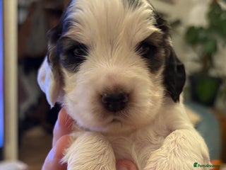 Cocker Spaniel dogs Beautiful cocker spaniel pups - Advert 8