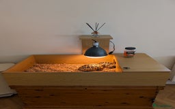 Hermann Tortoise reptiles for sale: x2 Hermann Tortoises & Tortoise Table - Image 2