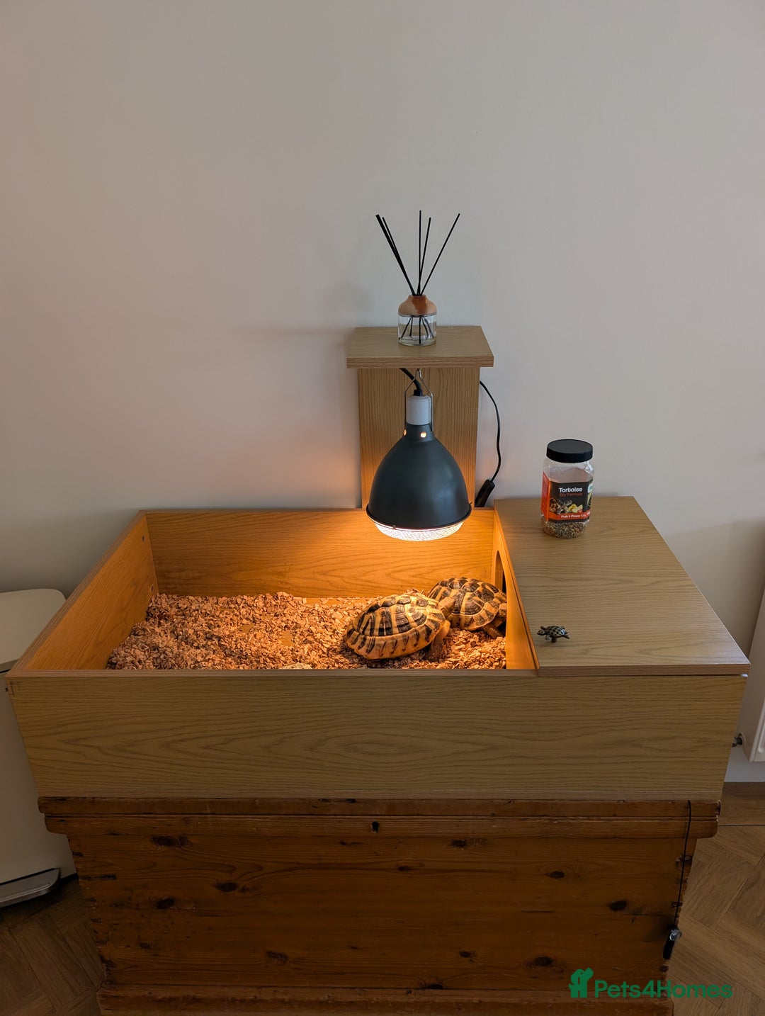 Hermann Tortoise reptiles for sale: x2 Hermann Tortoises & Tortoise Table - Image 2