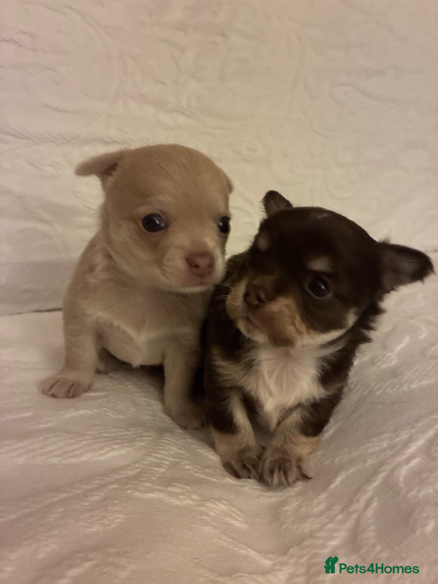 Chihuahua dogs Two Beautiful, Well-Socialised Chihuahua boys  - Advert 5