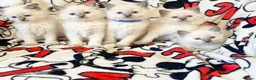 Ragdoll cats for sale: Fluff & Freedom — Easy-Going Ragdoll Kittens in Bradford - Advert 7