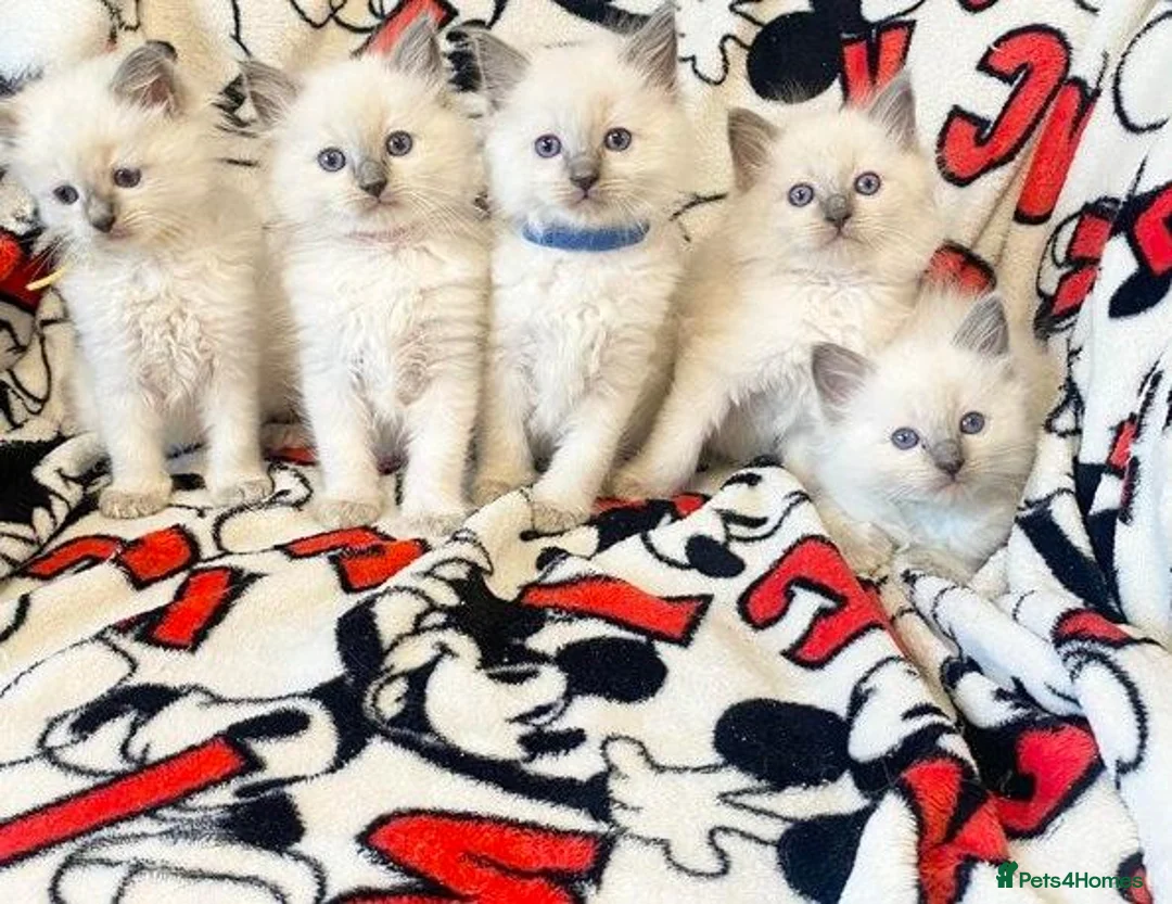 Ragdoll cats for sale: Fluff & Freedom — Easy-Going Ragdoll Kittens in Bradford - Advert 7