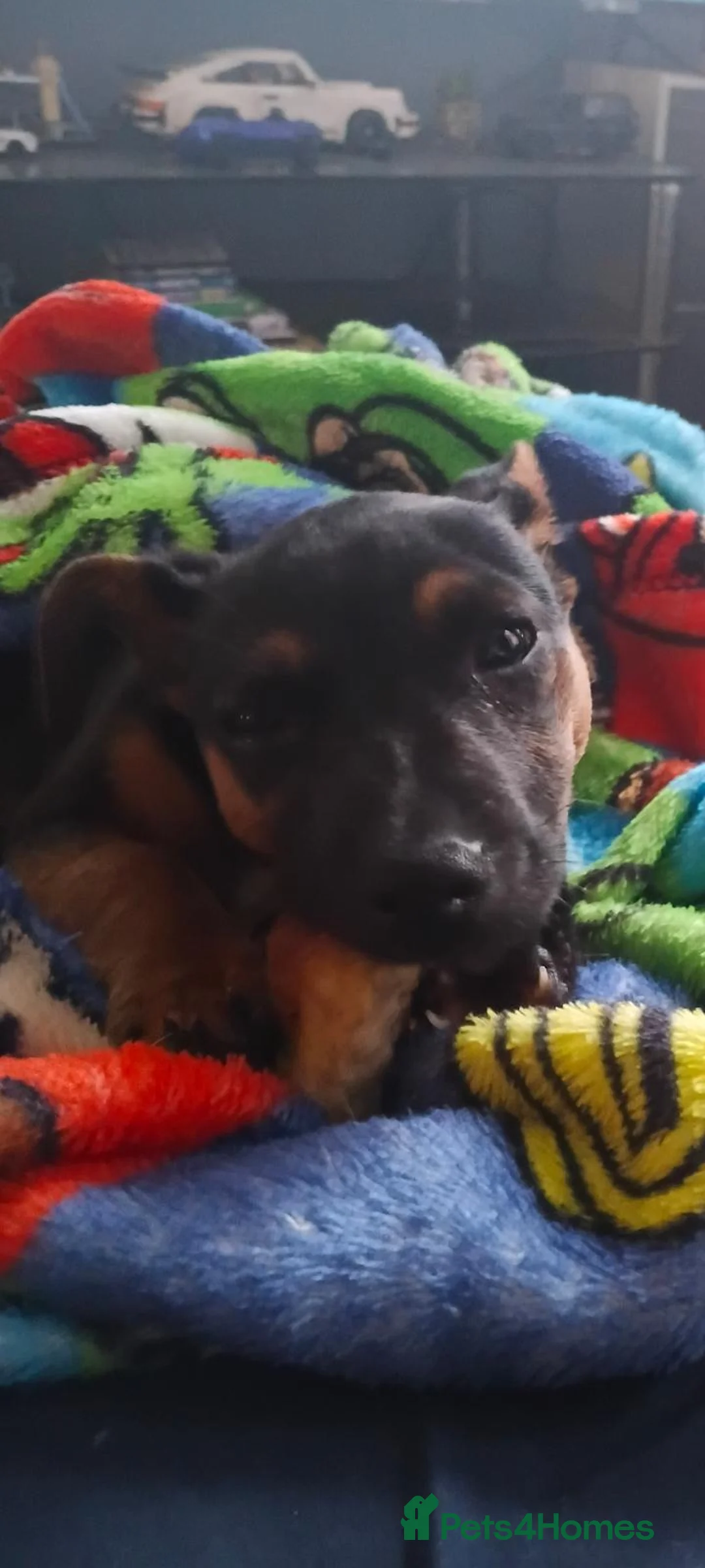 Jack Chi dogs for sale: Jack Chi pup  black tan  in Bradford - Advert 2
