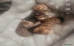 Bengal cats for sale: 4 Bengal kittens for sale  - Image 6