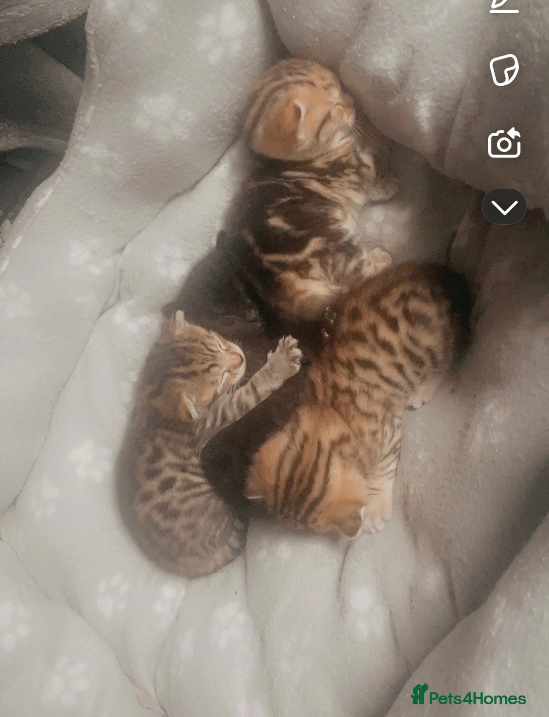 Bengal cats for sale: 4 Bengal kittens for sale  - Image 6