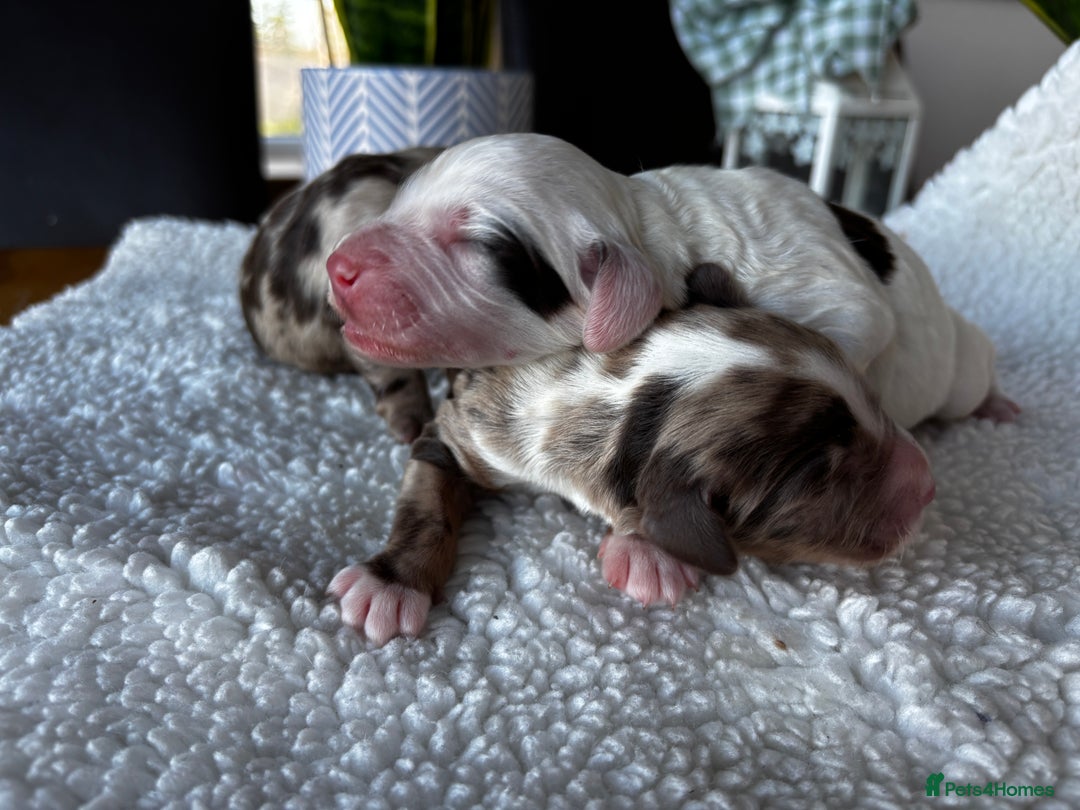 Sproodle dogs for sale: 🐾 Premium Sproodles - Merles & Stunning Parti 🐾 - Advert 7