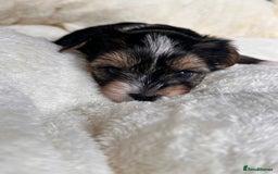 Yorkshire Terrier dogs for sale: DNA tested parents - Yorkie puppies  - Image 16