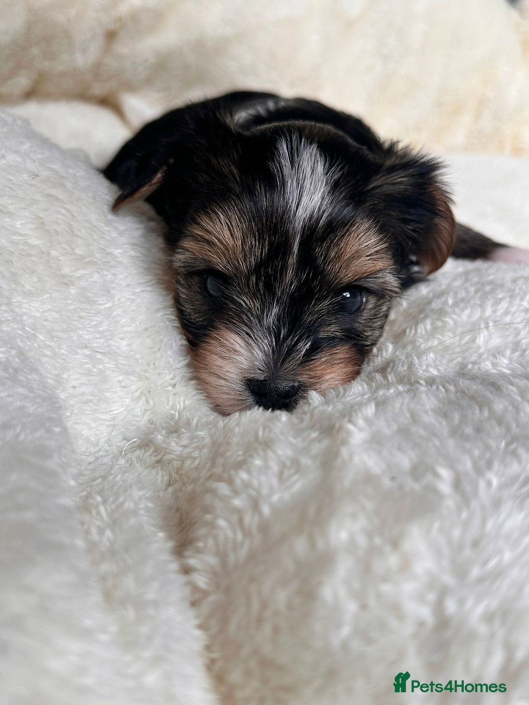 Yorkshire Terrier dogs for sale: DNA tested parents - Yorkie puppies  - Image 16
