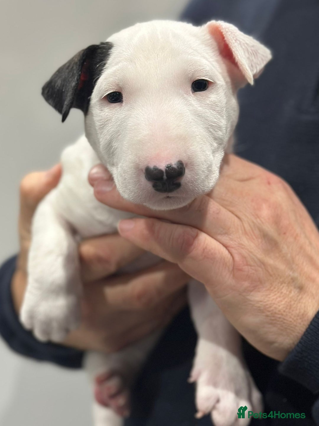English Bull Terrier dogs for sale: Puppies Available  - Image 25