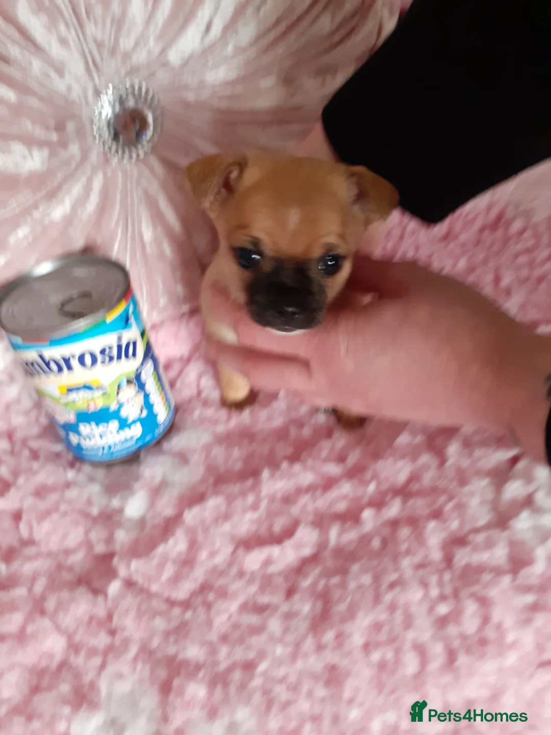 Chihuahua dogs for sale: chihuahua puppies  in Belfast - Advert 1