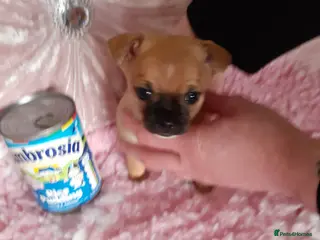 Chihuahua dogs chihuahua puppies in Belfast - Advert 8