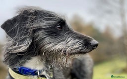 Mixed Breed dogs for sale: Whippet x Miniature Poodle  - Image 12