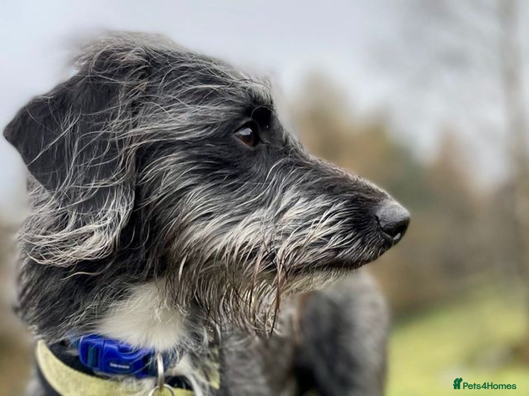 Mixed Breed dogs for sale: Whippet x Miniature Poodle  - Image 12