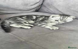 Scottish Fold cats for sale: Scottish fold x British shorthair  - Image 5