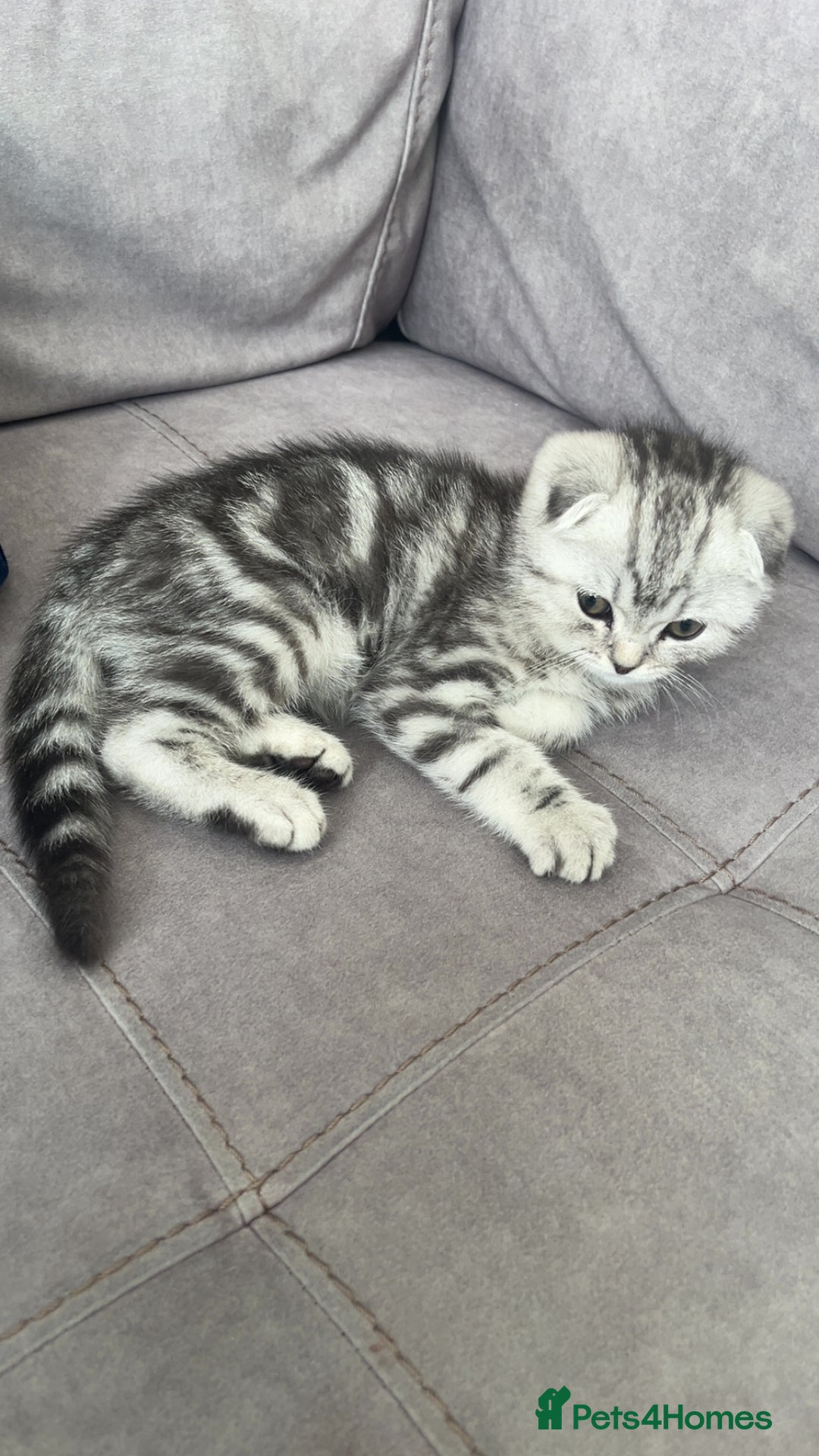 Scottish Fold cats for sale: Scottish fold x British shorthair  - Image 5