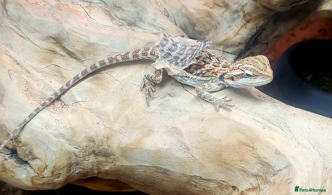 Dragon reptiles for sale: Baby Bearded Dragons  - Image 8