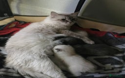 Ragdoll cats for sale: Ragdoll stunning kittens - Image 12
