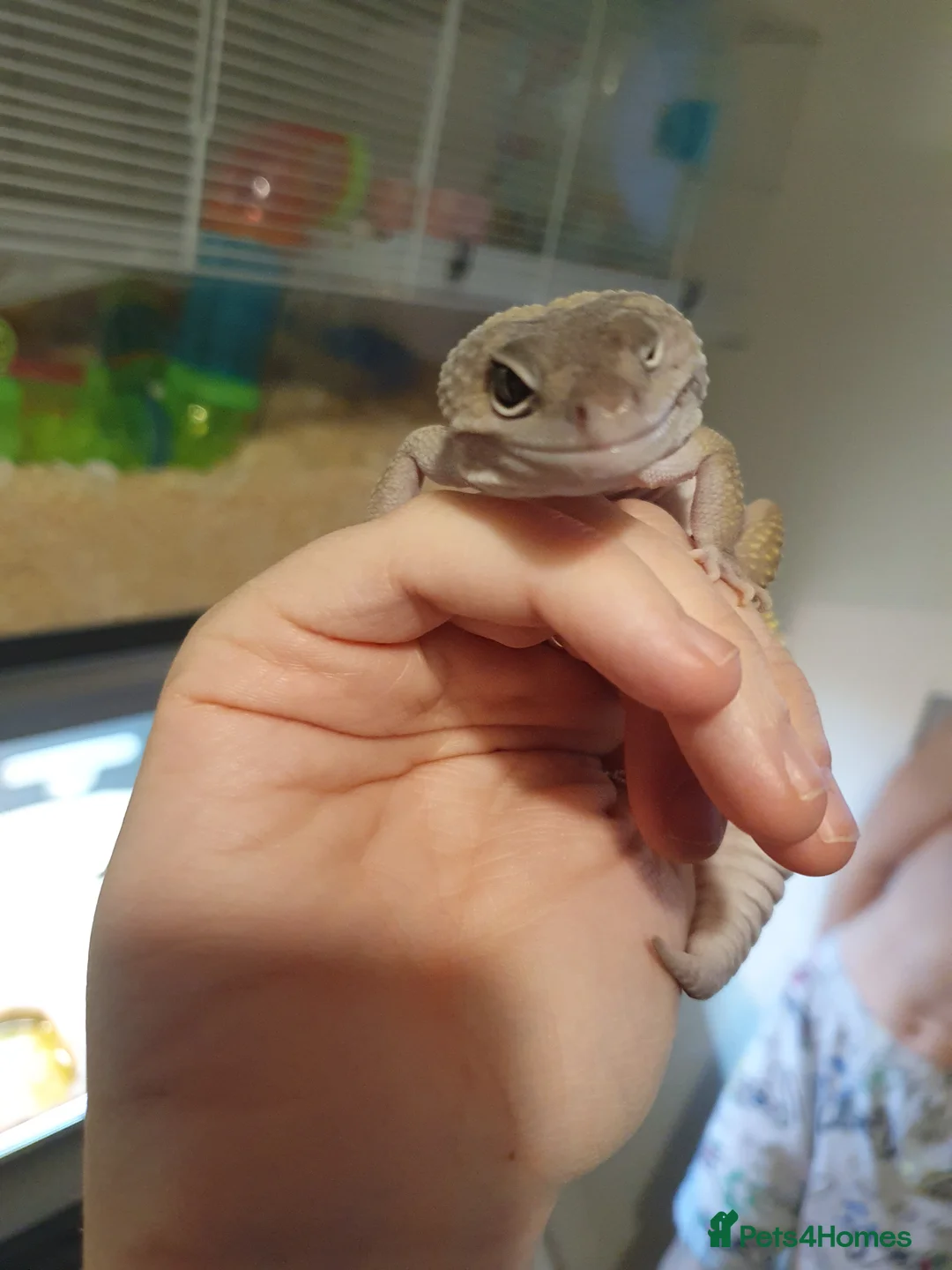 Gecko reptiles for sale: Gecko and full set up  - Advert 1