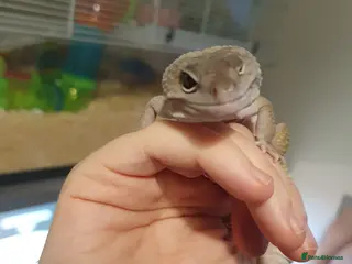 Gecko reptiles Gecko and full set up - Advert 4