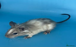 Degus rodents for sale: Baby degus - Advert 7