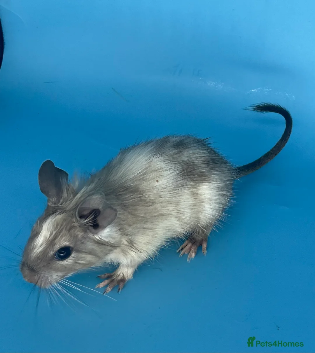 Degus rodents for sale: Baby degus - Advert 10