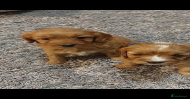 Cavapoo dogs - Advert 15