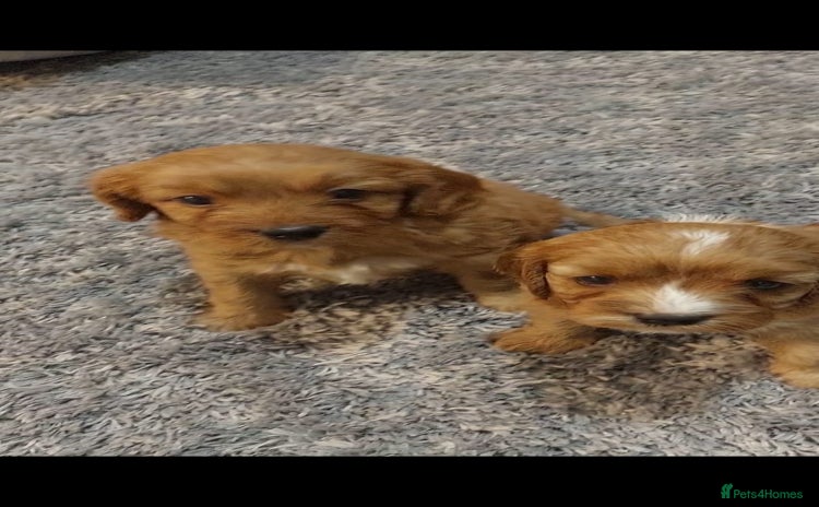 Cavapoo dogs - Advert 1