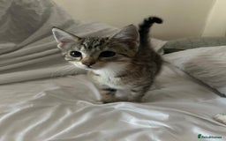 American Shorthair cats for sale: 1 Female kitten must go ASAP  - Image 3