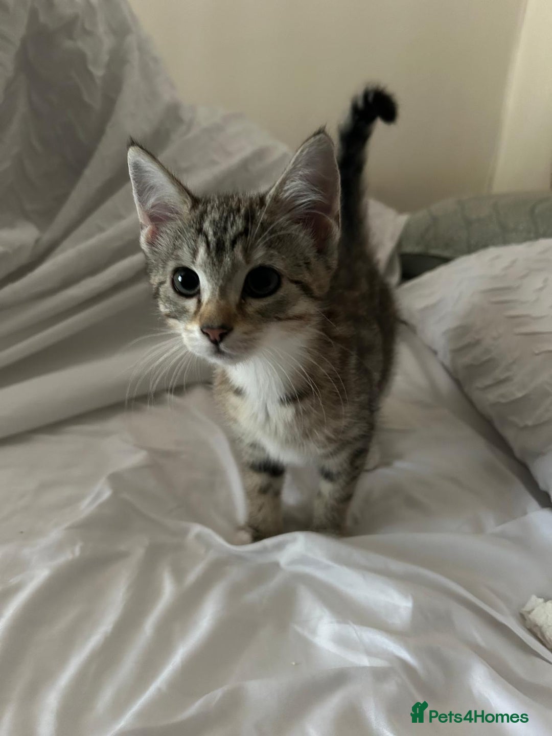 American Shorthair cats for sale: 1 Female kitten must go ASAP  - Image 3