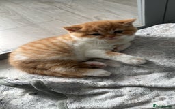 British Shorthair cats for sale: Chunky Red and White British Shorthair TICA - Image 5