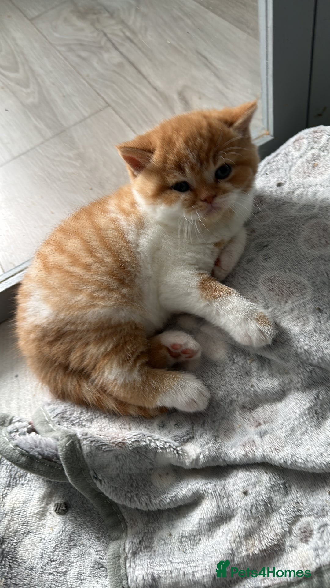 British Shorthair cats for sale: Chunky Red and White British Shorthair TICA - Image 5
