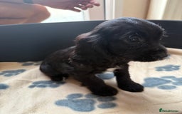 Cocker Spaniel dogs for sale: Cocker spaniel puppies  - Image 6