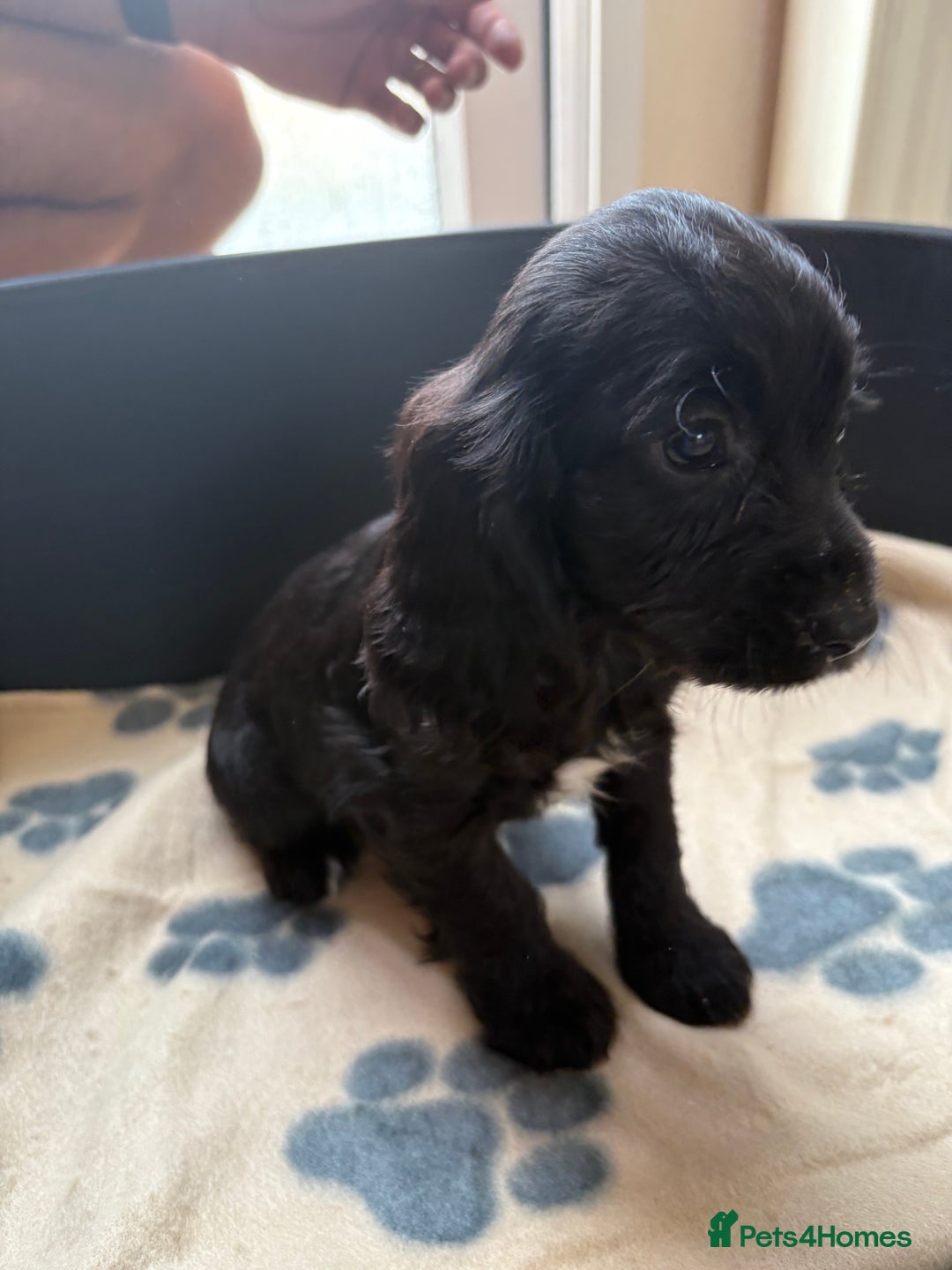 Cocker Spaniel dogs for sale: Cocker spaniel puppies  - Image 6