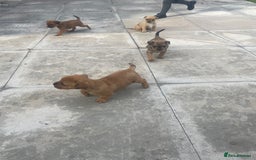 Mixed Breed dogs for sale: French bull dog x jack russel - Image 9