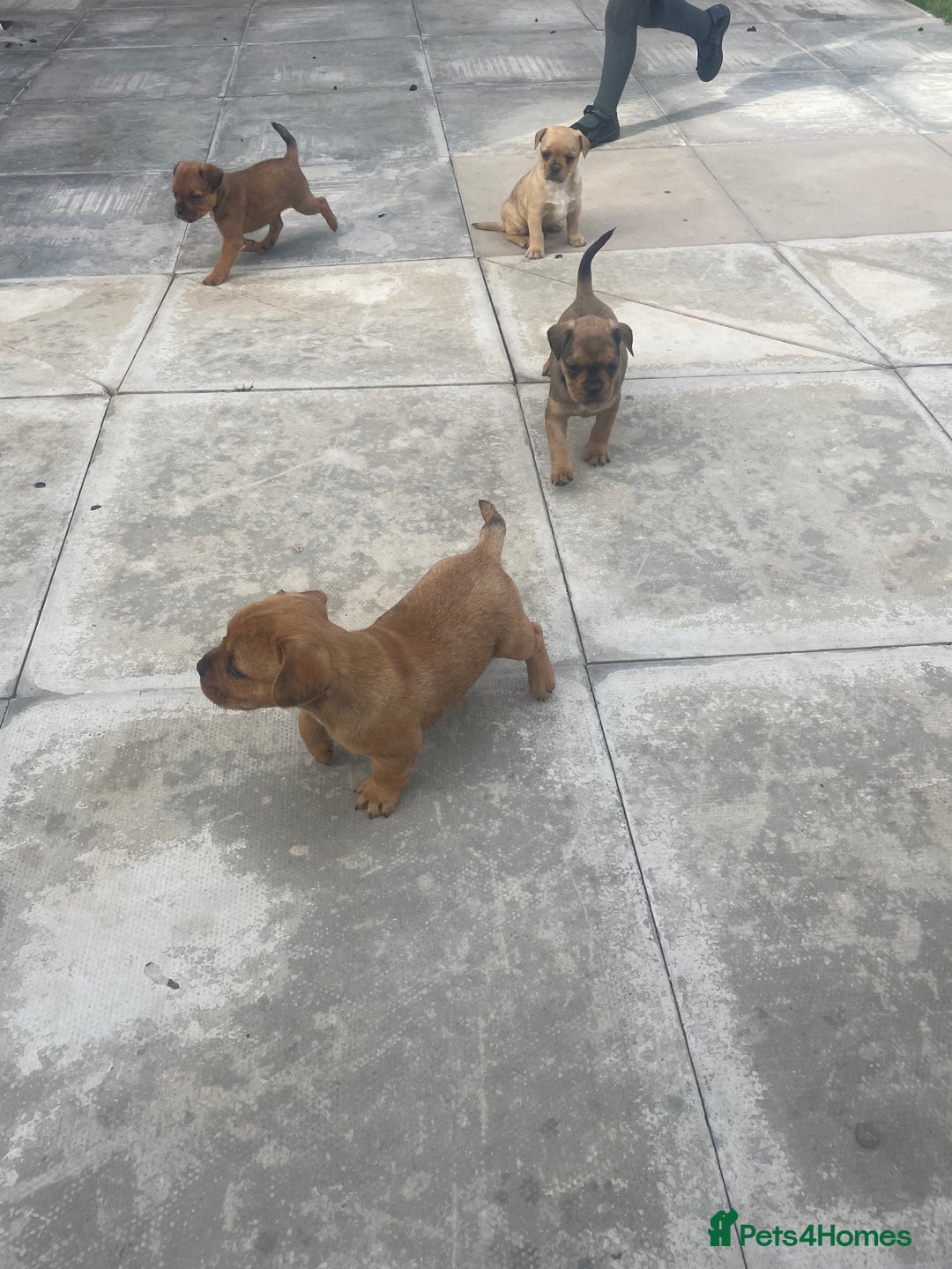 Mixed Breed dogs for sale: French bull dog x jack russel - Image 9