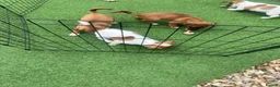Jack Russell dogs for sale: Beautiful jack Russell puppies  in Burford - Advert 3