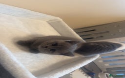 British Shorthair cats for sale: Beautiful health tested bsh kittens  - Image 9
