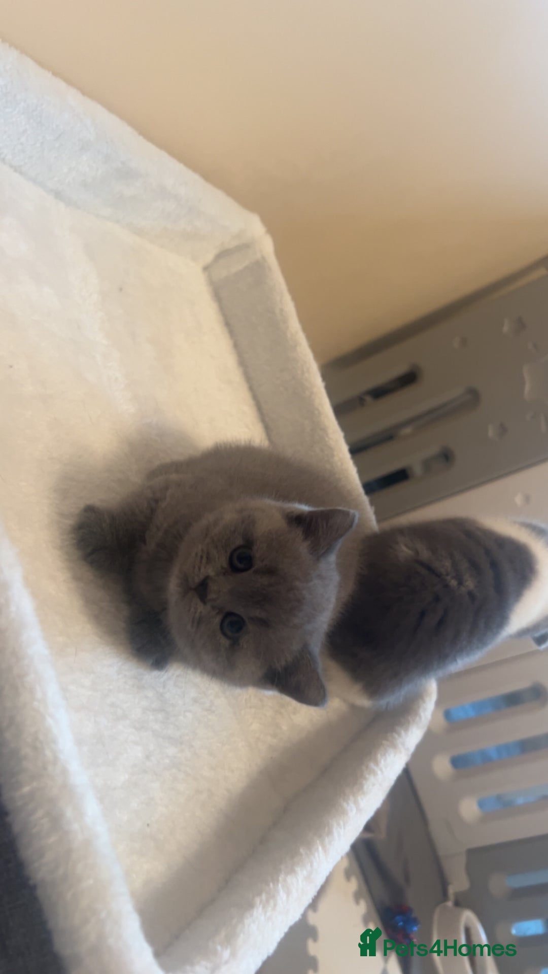 British Shorthair cats for sale: Beautiful health tested bsh kittens  - Image 9