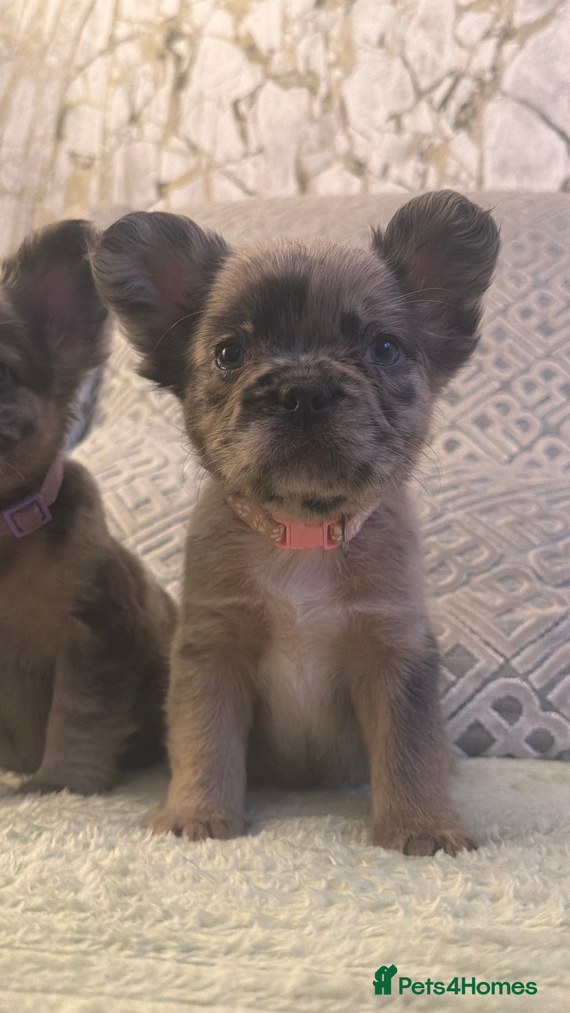 French Bulldog dogs 3 perfect fluffy visual French bulldogs left 🧸🧸 - Advert 5